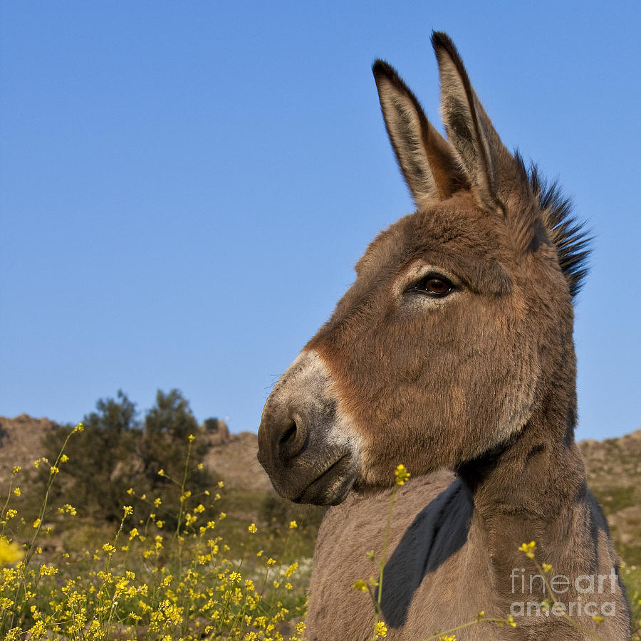Donkey In Greece Photograph by Jean-Louis Klein and Marie-Luce Hubert