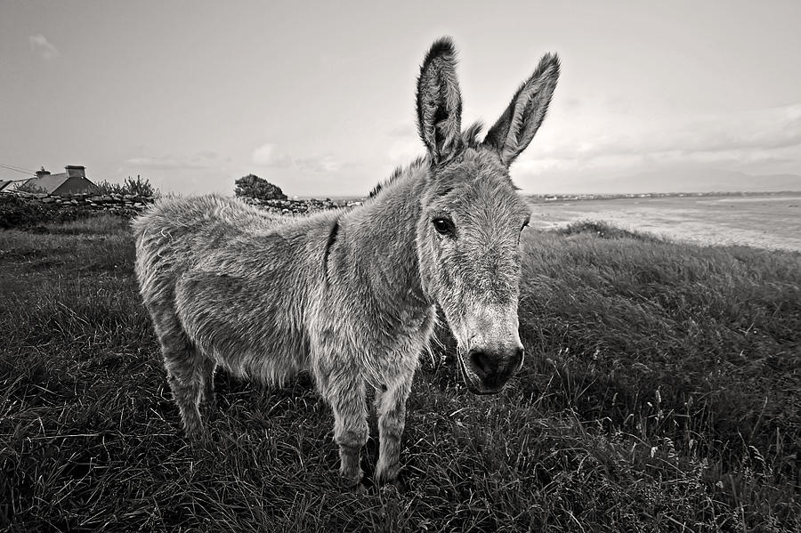 Donkey in Ireland Photograph by Pierre Leclerc Photography