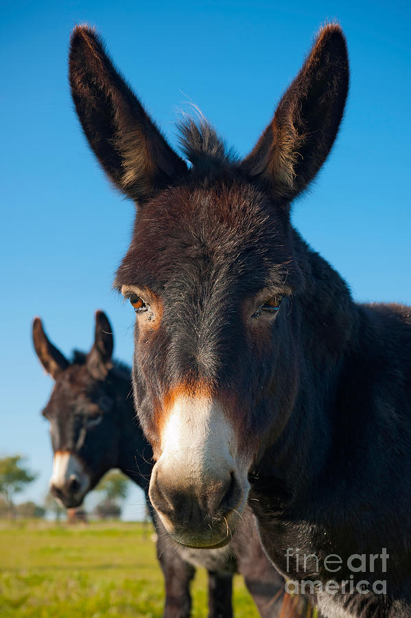 Donkey Photograph - Donkey In Meadow by Robert Wilken
