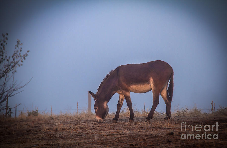 Donkey in the Fog Photograph by Robert Bales