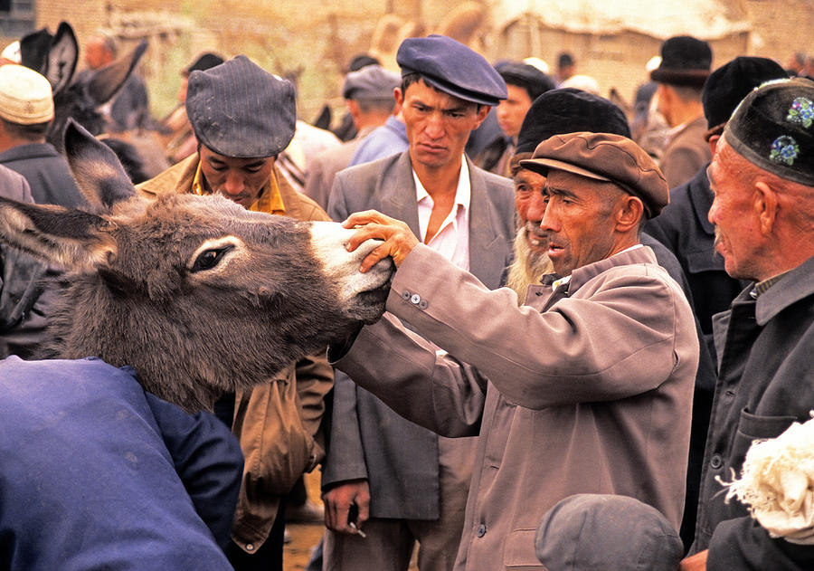 Donkey inspection Photograph by Dennis Cox