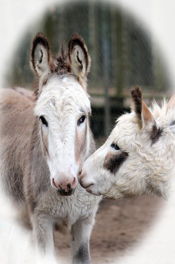 Donkey Love Photograph by Cynthia Guinn