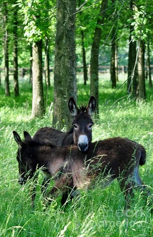 Donkey Love Photograph by Maureen Cavanaugh Berry