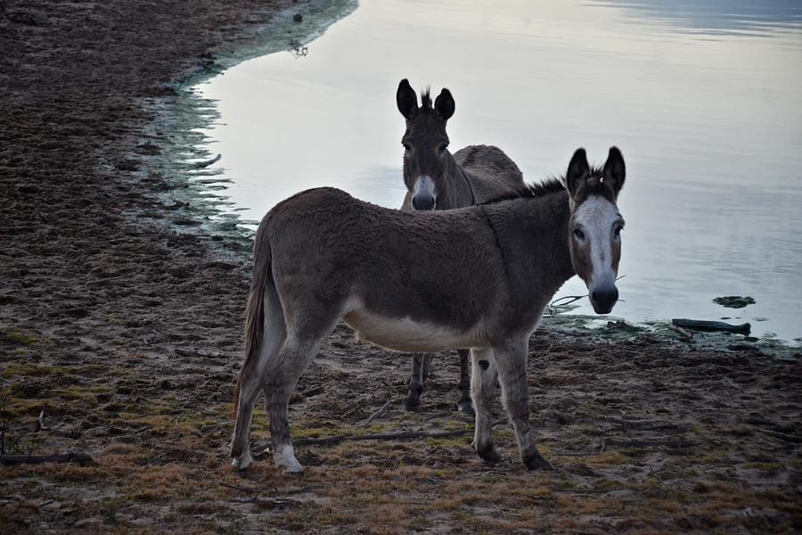 Donkey Pair Photograph by Ricardo J Ruiz de Porras