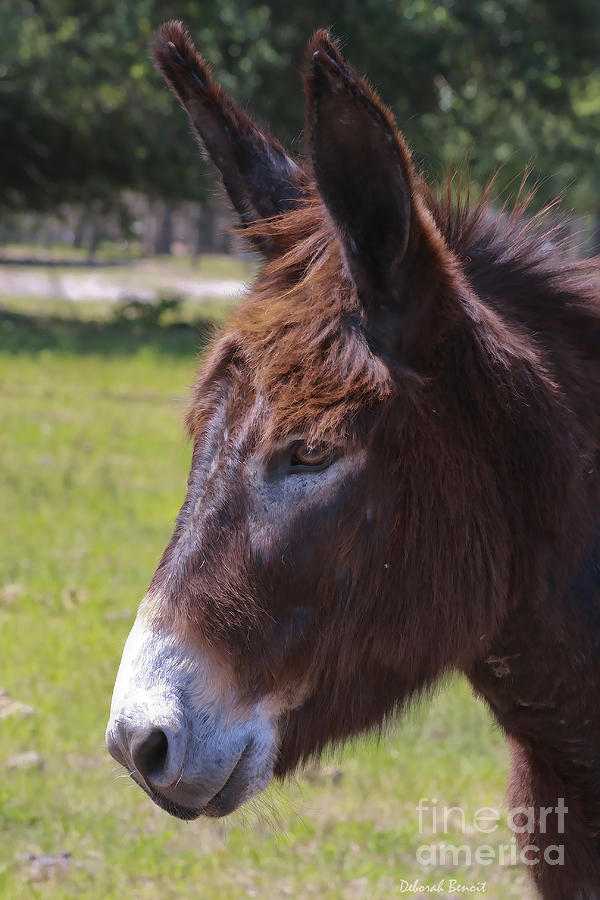 Donkey Pose Photograph by Deborah Benoit