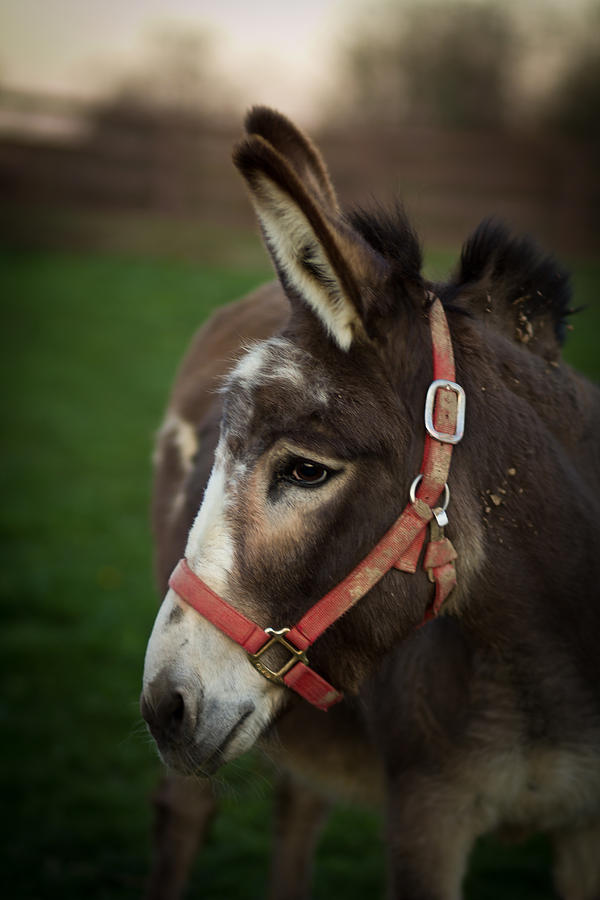 Donkey Photograph - Donkey by Shane Holsclaw