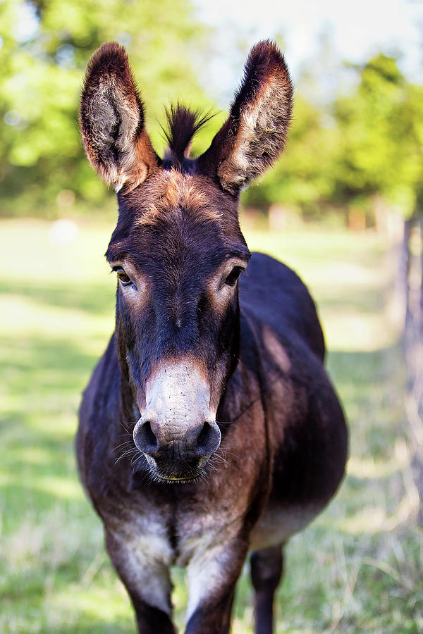 Donkey Photograph By Sigita Playdon Photography - Fine Art America