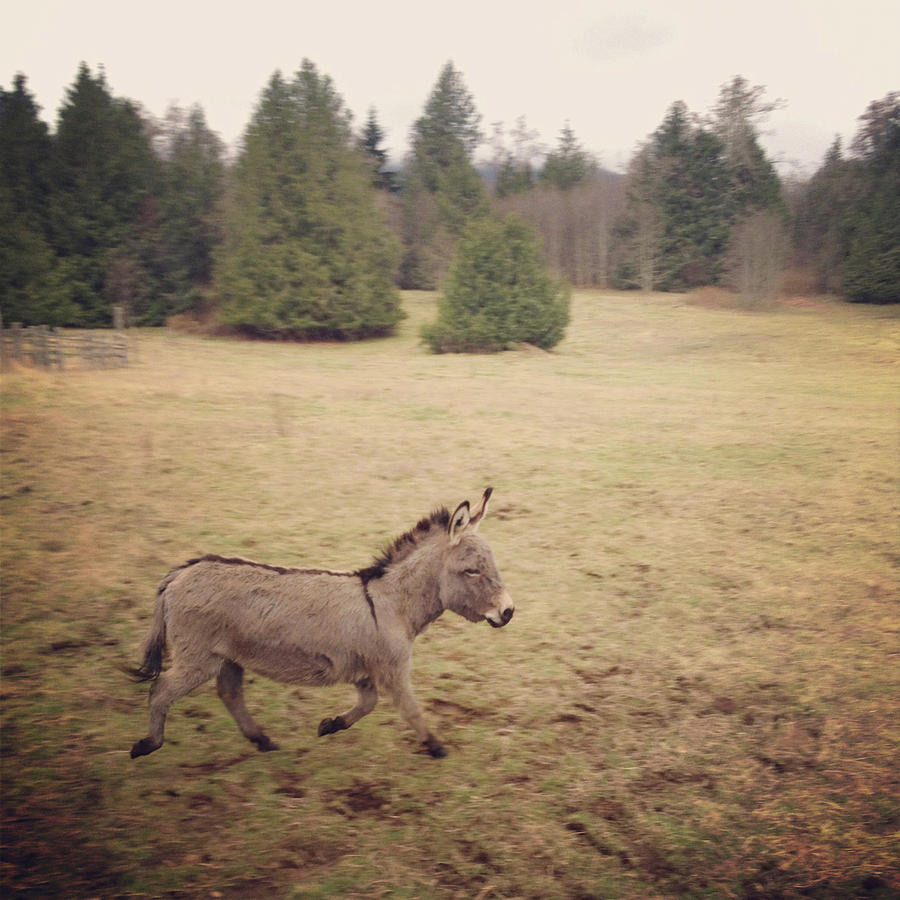 Donkey Trot Photograph by Kevinruss