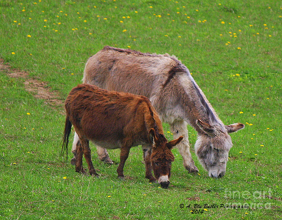 Farm Animals Photograph - Donkeys by Ann Butler