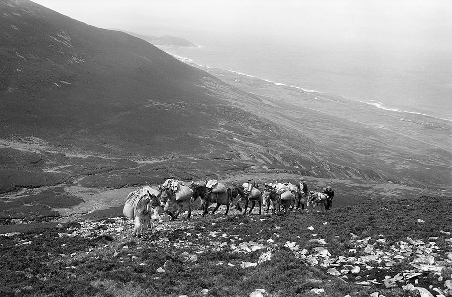 Donkey Photograph - Donkeys Ascend Croagh Patrick 1962 by Irish Photo Archive