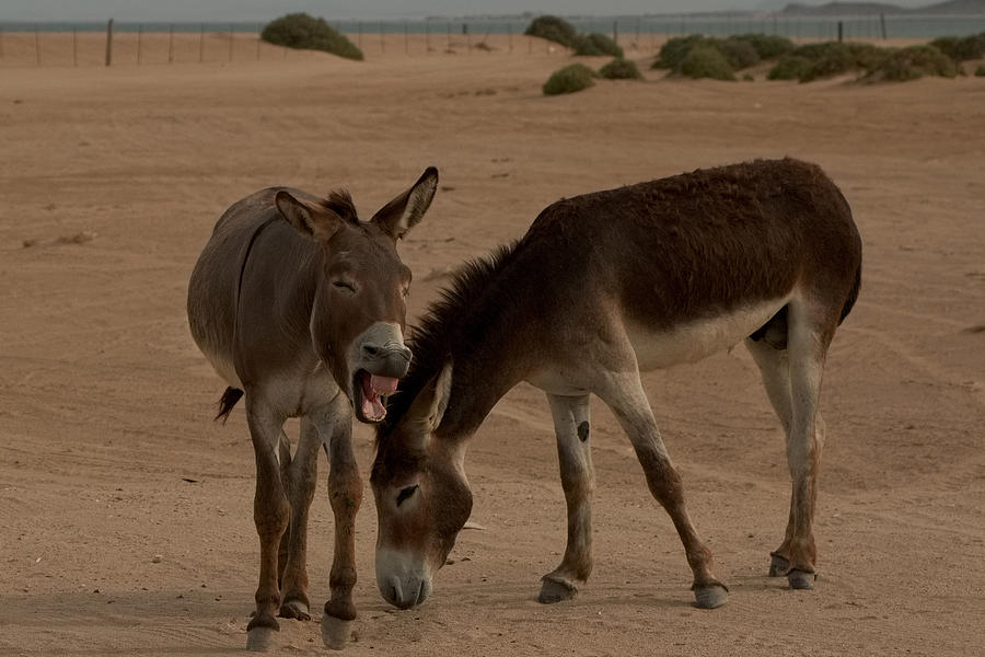 Jackass Photograph - Donkeys by the Sea by Robert Bascelli