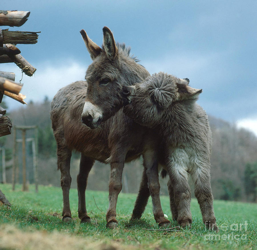 Animal Photograph - Donkeys by Hans Reinhard