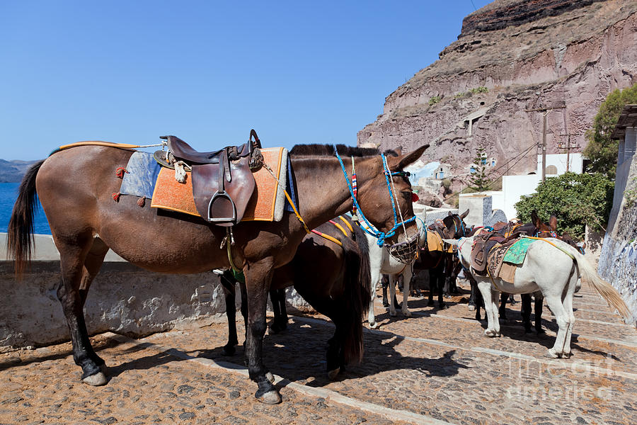 Donkeys in Fira on the Santorini Greece Photograph by Michal Bednarek