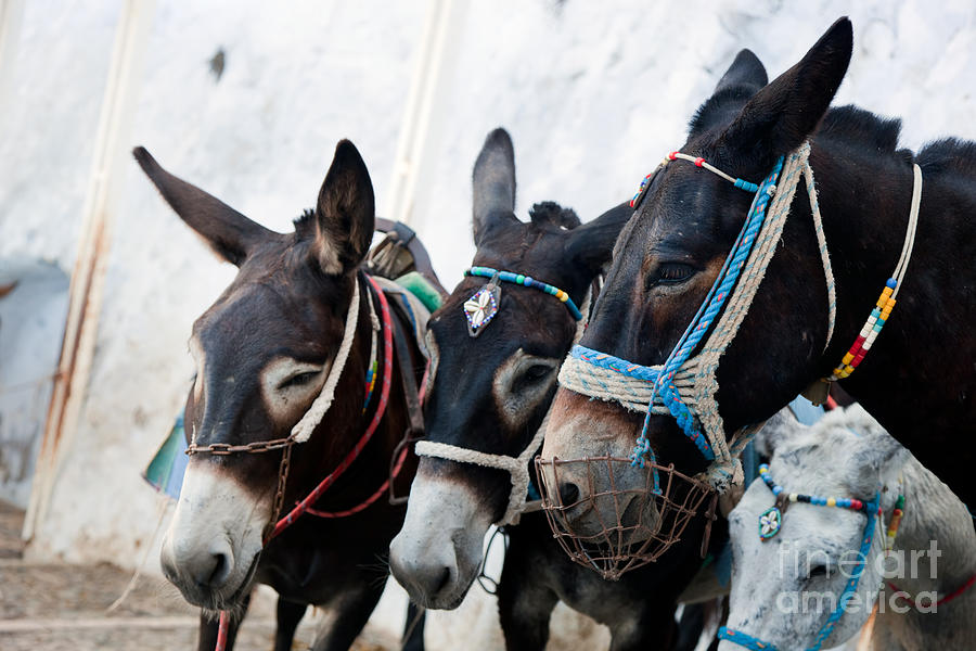 Greek Photograph - Donkeys in Fira on the Santorini island Greece by Michal Bednarek