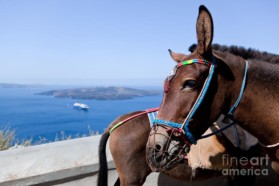 Donkeys in Fira on the Santorini island Photograph by Michal Bednarek
