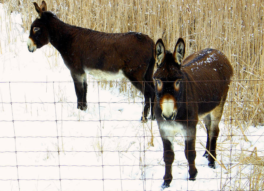 Donkeys in Winter Photograph by Jim Vance