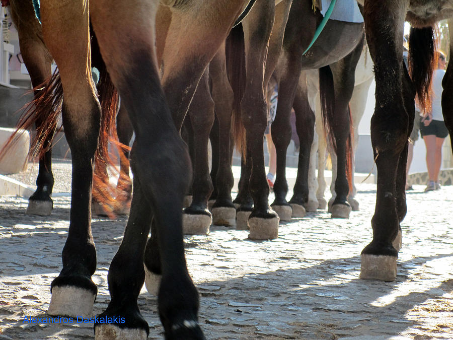 Donkeys Legs Photograph by Alexandros Daskalakis