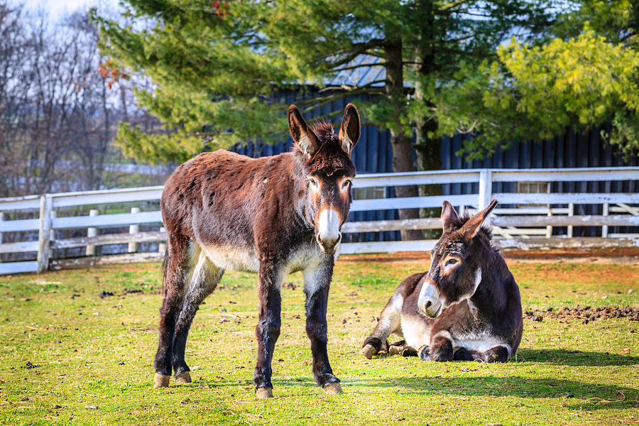 Donkeys on the farm Photograph by Alexey Stiop