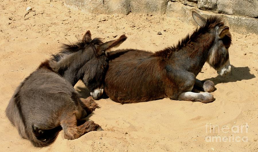 Donkeys Photograph by Susanne Baumann