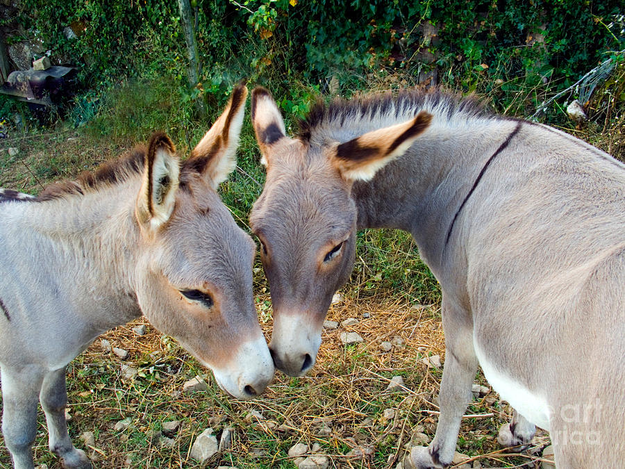 Donkeys Photograph by Tim Holt