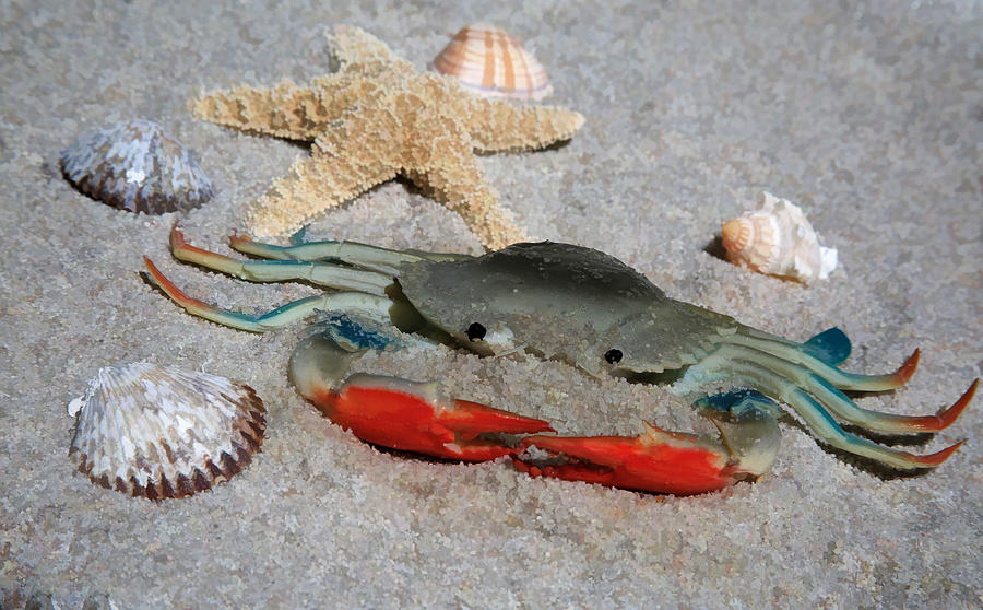 Dont Be Crabby - Lifes A Beach Photograph by Donna Kennedy