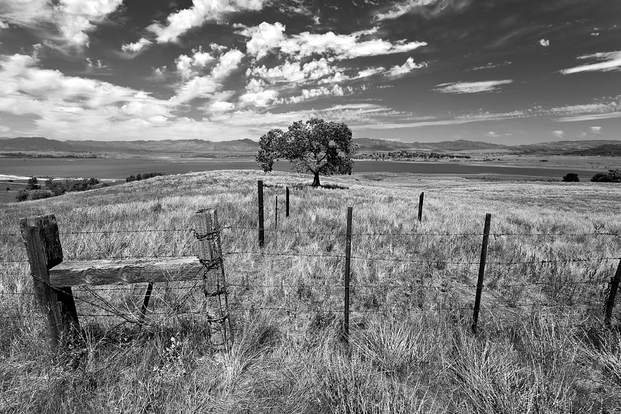 Tree Photograph - Dont Fence Me In - Black and White by Peter Tellone