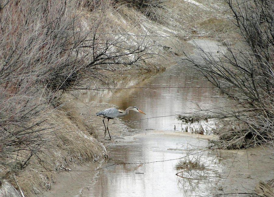 Blue Heron Photograph - Dont Fence Me In by Margaret  Slaugh