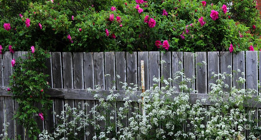 Dont Fence Me In - Wild Roses - Old Fence Photograph by Barbara A Griffin