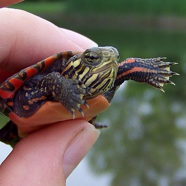 Dont Forget About Your Baby Turtle Photograph by Riana Rush