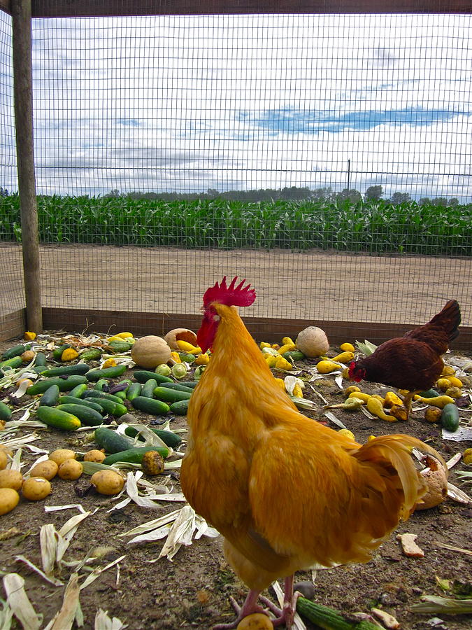 Rooster Photograph - Dont forget your veggies ... by Gwyn Newcombe