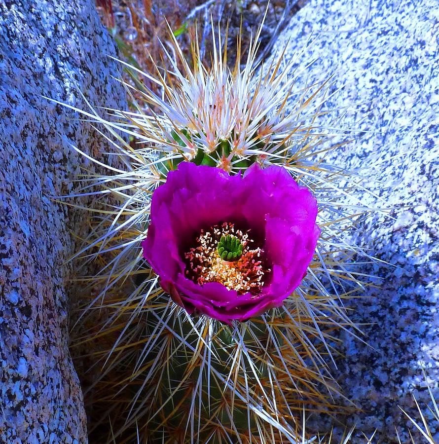 Desert Flower Photograph - Dont Judge a Book by its Cover by Julia Ivanovna Willhite