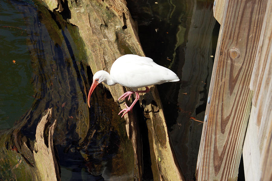 White Ibis Bird Photograph by Aimee L Maher ALM GALLERY