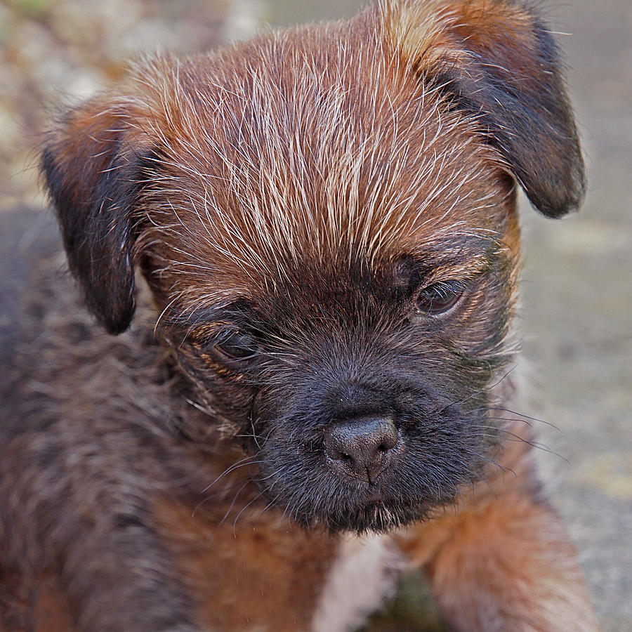 Dont Leave Me - Border Terrier Pupppy Photograph by Gill Billington