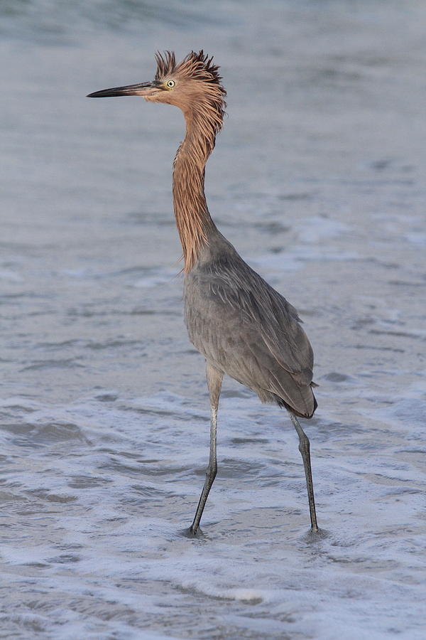 Dont Mess With The Reddish Egret Photograph by Christiane Schulze Art And Photography