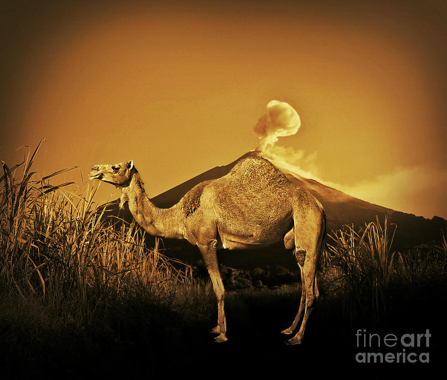 Save the camels Photograph by Binka Kirova