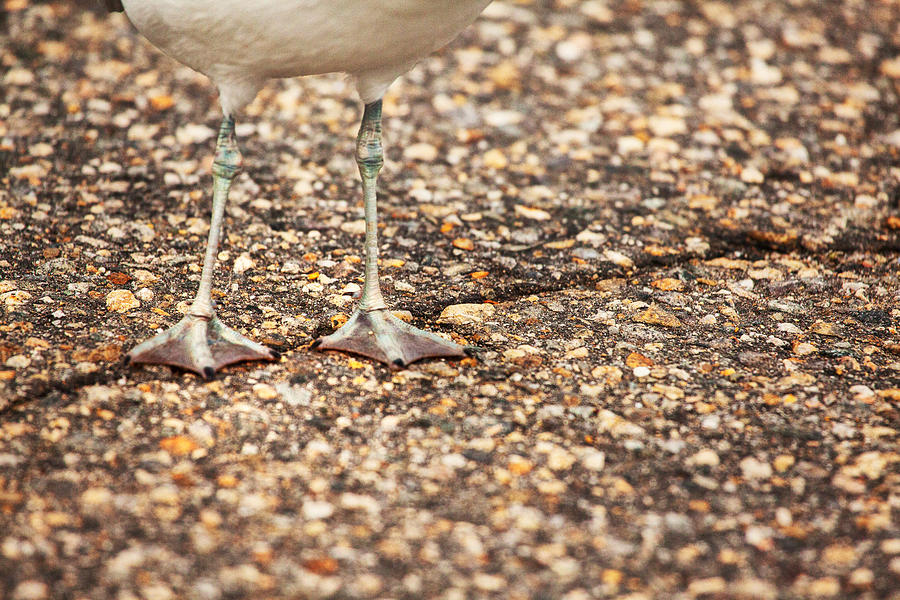 Seagull Photograph - Dont Step On The Crack by Karol Livote