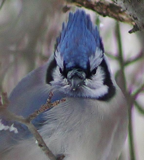 Blue Jay Photograph - Dont take that Picture by Bruce Bley