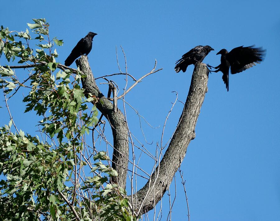 Don't Think So Says One Crow To Another Photograph by Gothicrow Images ...