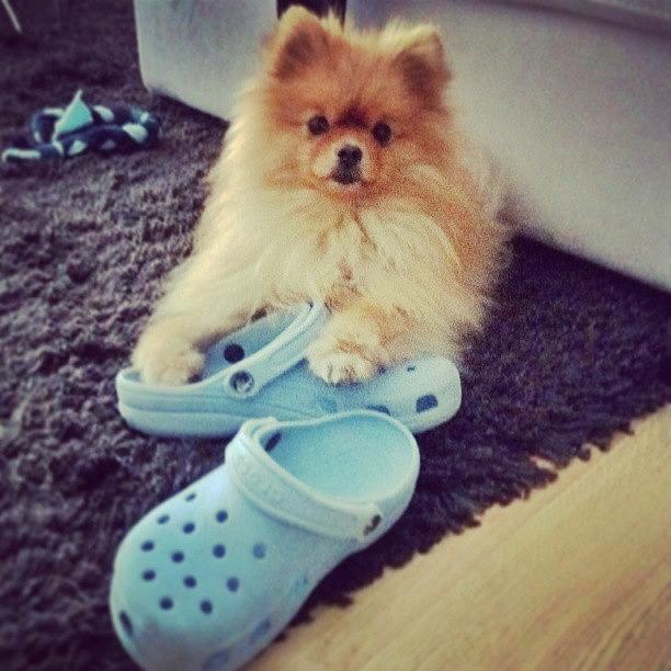 Dog Photograph - Dont Touch My Brand New #crocs #shoes by Stewy Buothz