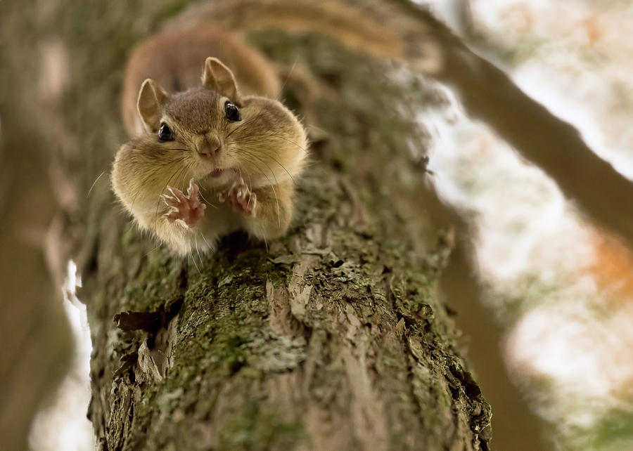 Animal Photograph - Dont You Even Try To Grab My Nuts! by Lucie Gagnon