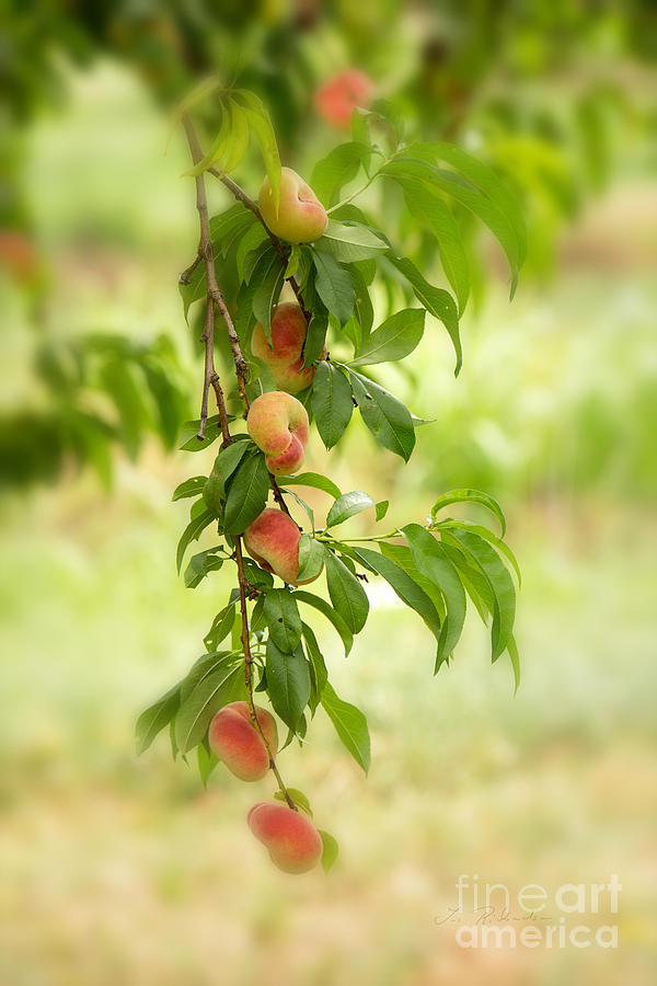 Peach Photograph - Donut Peaches by Iris Richardson
