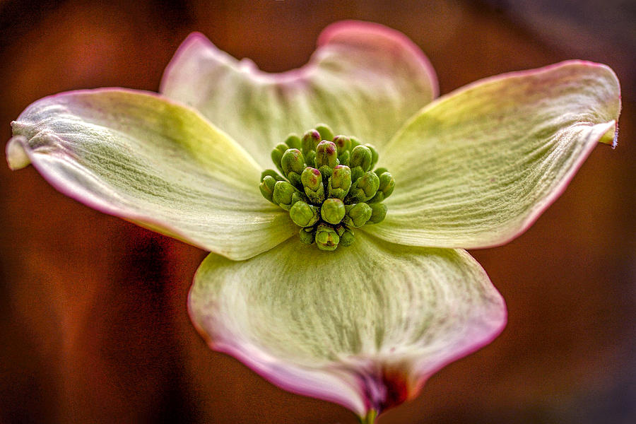 Dogwood Bloom Photograph by Diana Powell