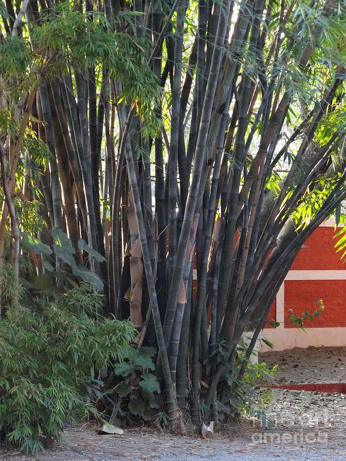 Doon School Bamboos 1 Photograph by Padamvir Singh