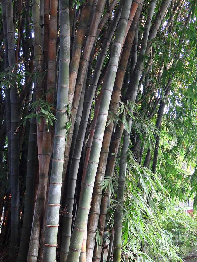 Doon School Bamboos 5 Photograph by Padamvir Singh