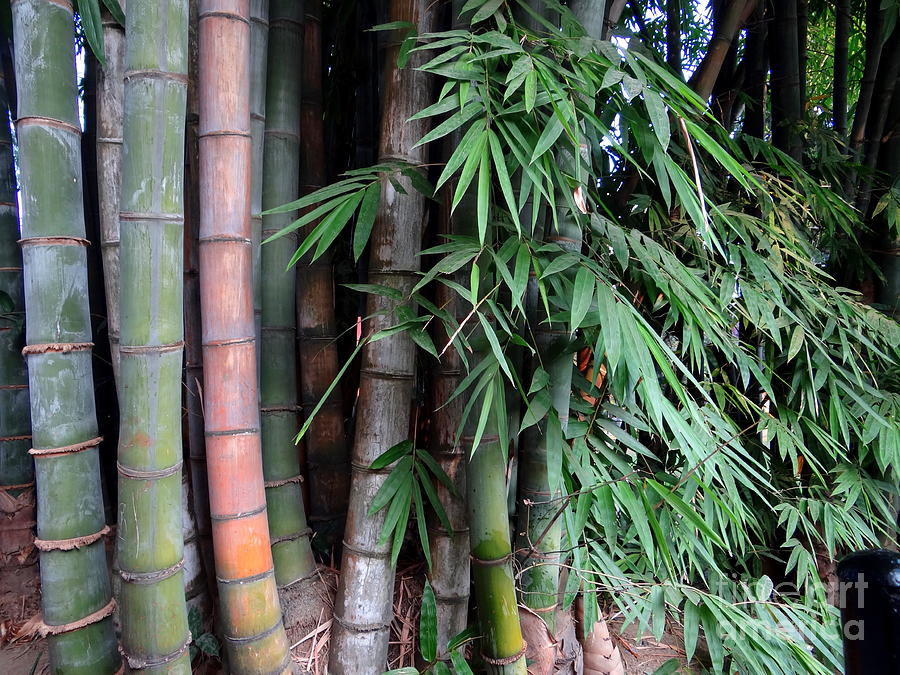 Doon School Bamboos 7 Photograph by Padamvir Singh