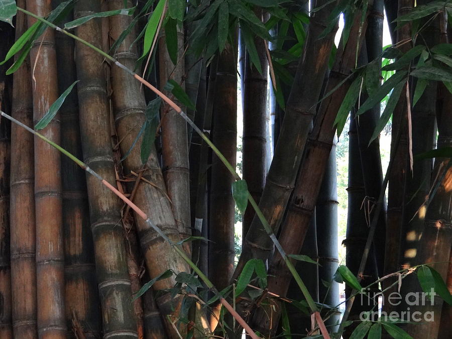 Doon School Bamboos 9 Photograph by Padamvir Singh