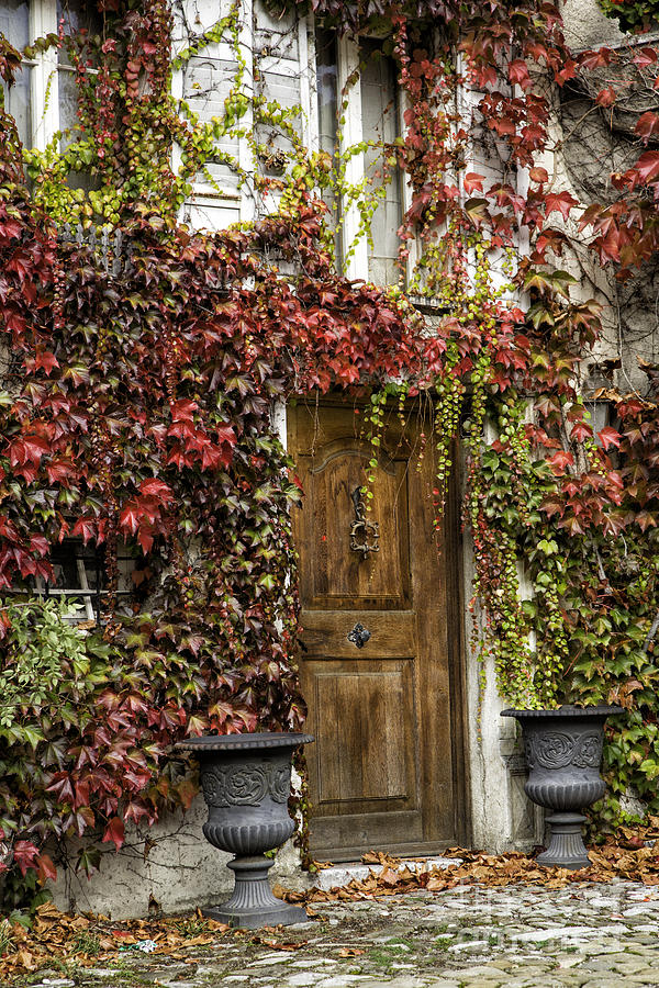 Door and Ivy Photograph by Timothy Hacker