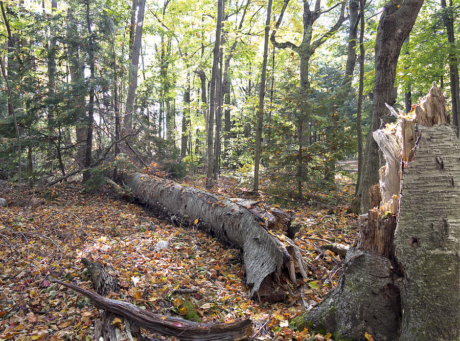 Fall Photograph - Door Bluff Headlands CP Fallen Tree by Jim Baker