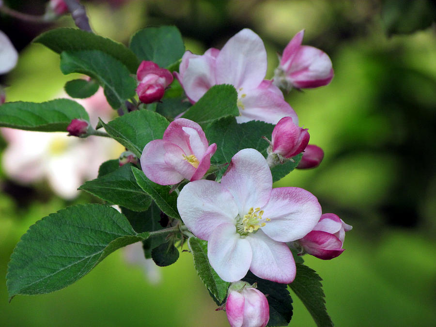 Door County Apple Blossoms Photograph by David T Wilkinson
