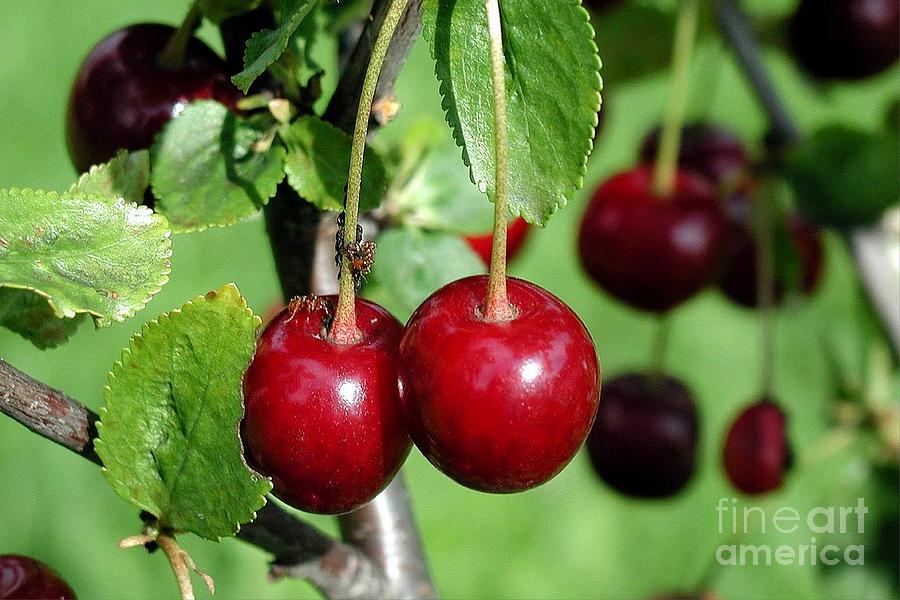 Door County Cherries